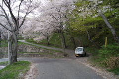 赤湯温泉にて「軽トラと桜」