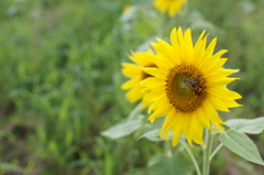 蜜蜂
