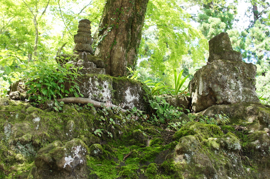 苔と新緑