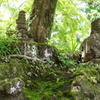 苔と新緑