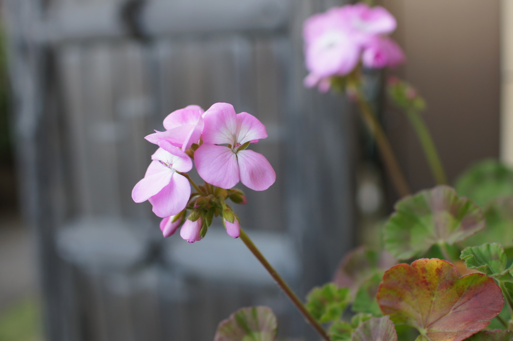 婆ちゃんの花