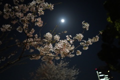 月とさくらと県庁