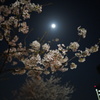 月とさくらと県庁