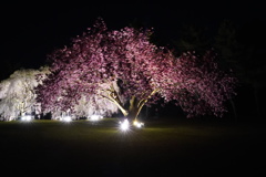夜桜　絞り遊び