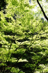 鞍馬寺　緑