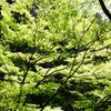 鞍馬寺　緑