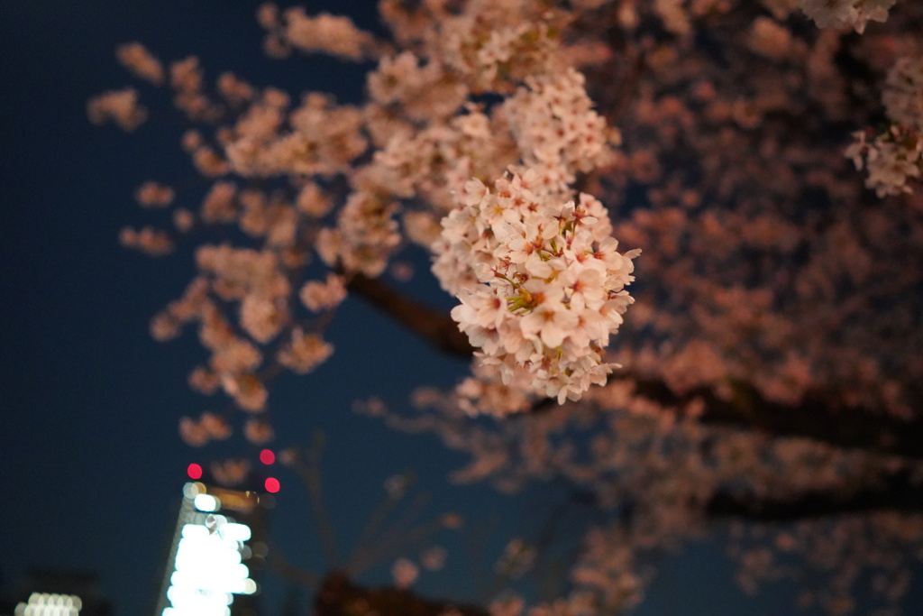 さくらと県庁