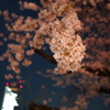 さくらと県庁