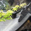 きれいな屋根