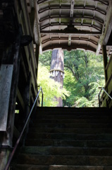 鞍馬寺　杉