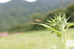 蜻蛉
