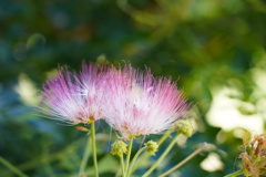 この木なんの木　花