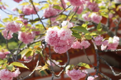 鞍馬寺　大勢