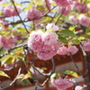 鞍馬寺　大勢