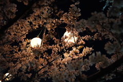 さくらと照明