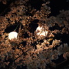 さくらと照明