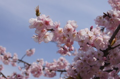 法輪寺の桜