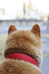 犬の目線