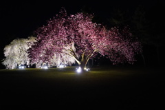 夜桜