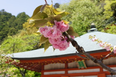 鞍馬寺　１人
