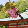 鞍馬寺　１人