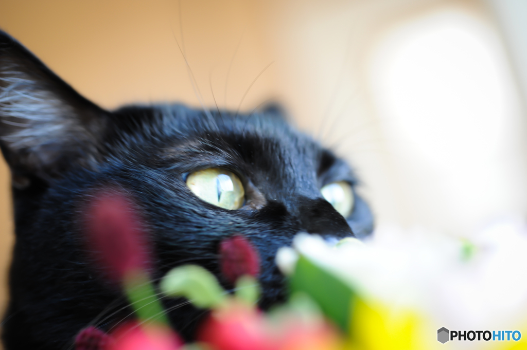 花束を狙う黒猫きーちゃん
