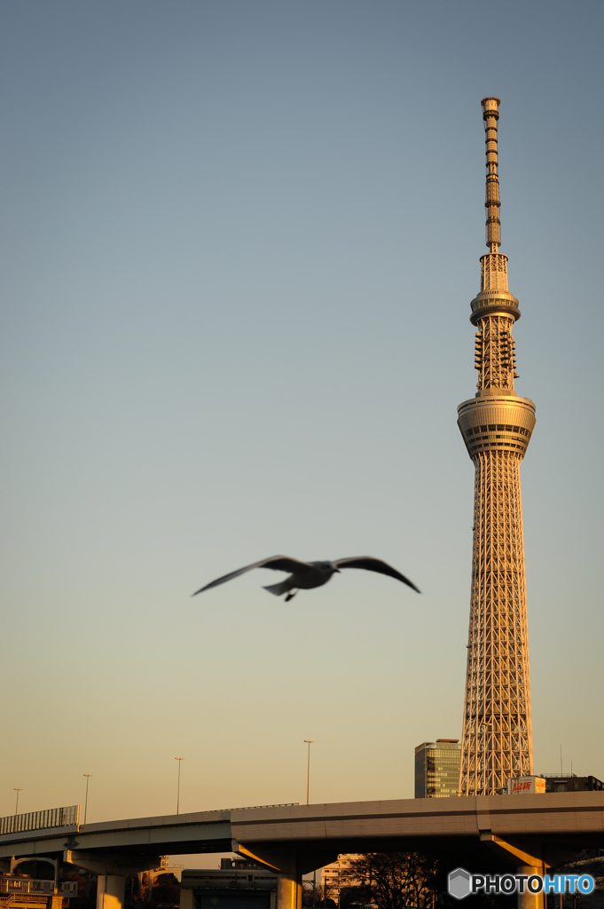 カモメが飛んだ～♪