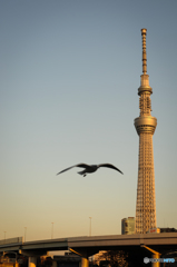 カモメが飛んだ～♪