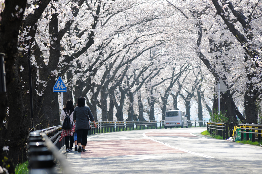 桜トンネル散歩