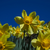 blue & yellow