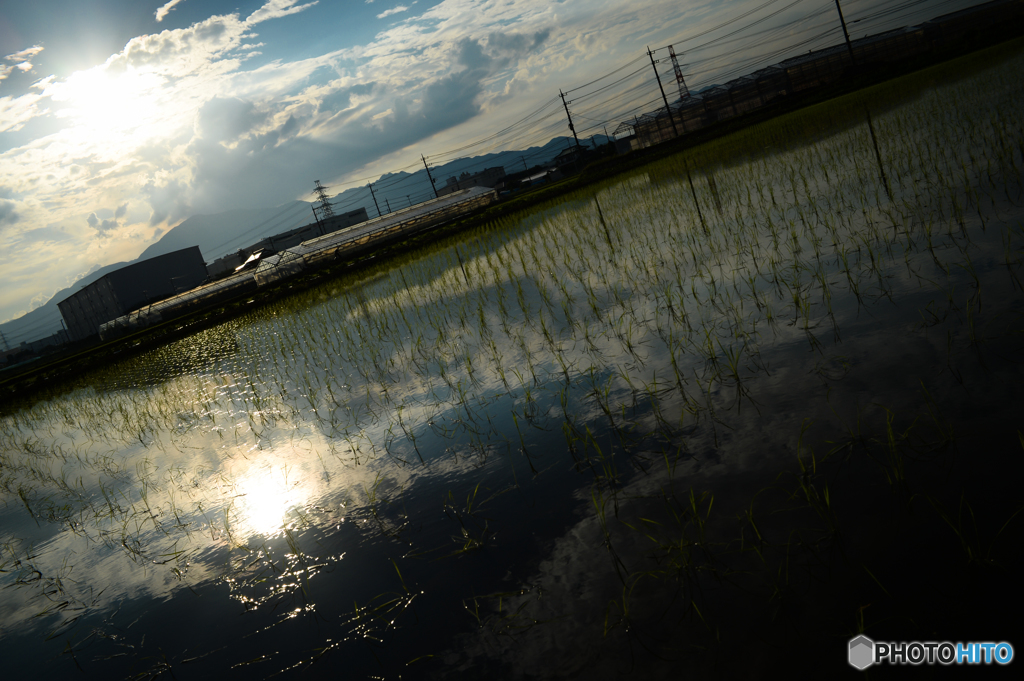 太陽と空と田んぼ