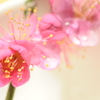 咲き誇れ