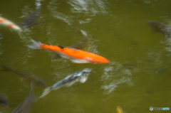 koi