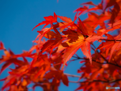 今年も紅葉の季節