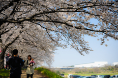 桜ポートレート