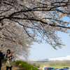 桜ポートレート