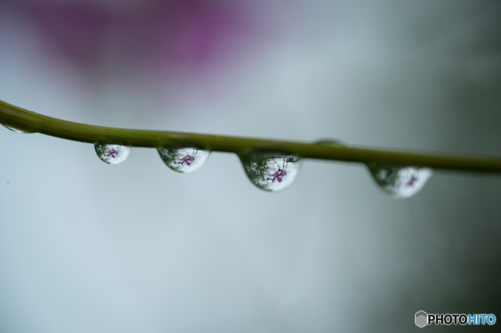 雫たちの秋桜