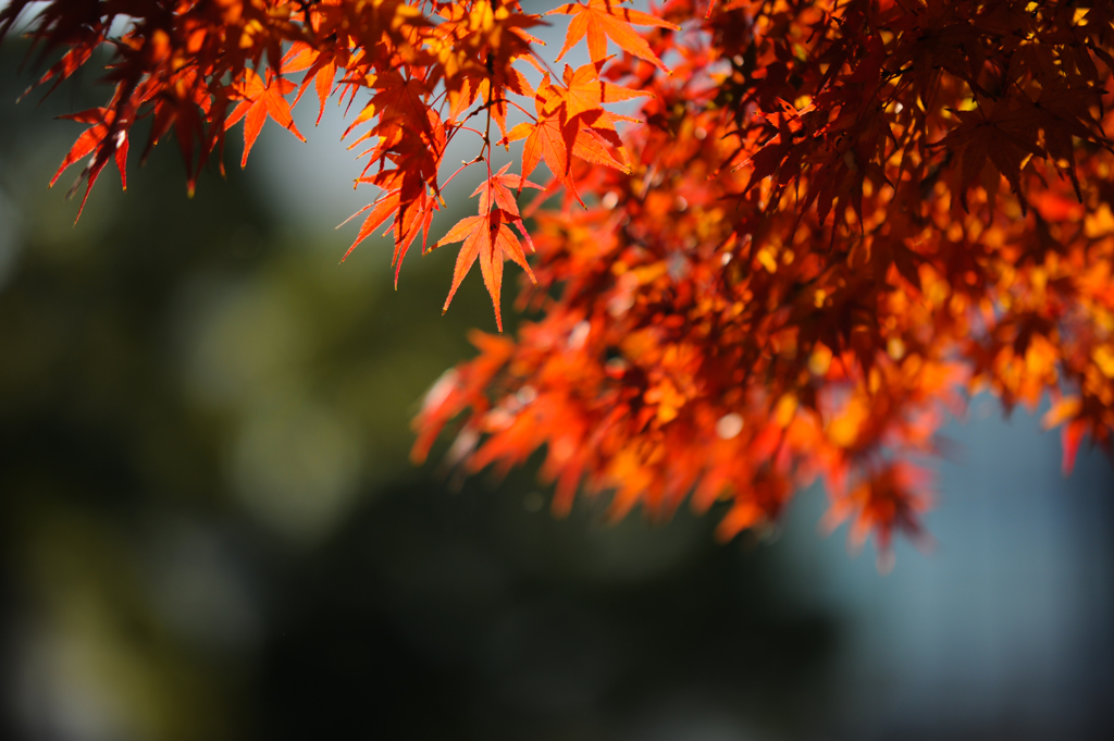 晩秋
