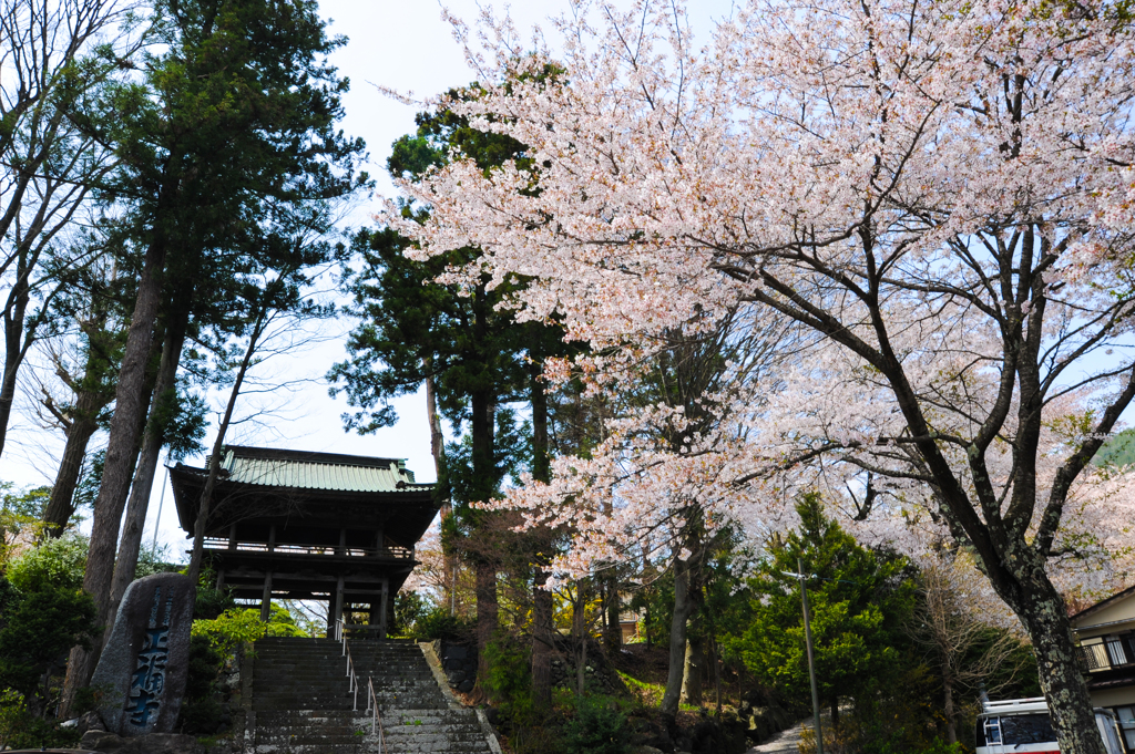 正福寺の桜