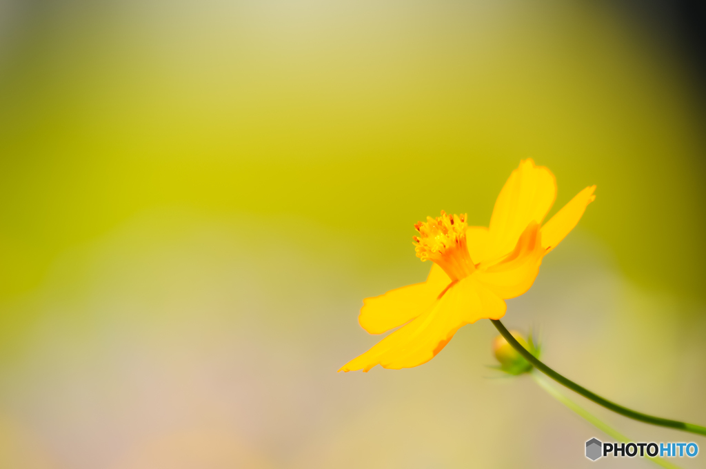 学校の花壇