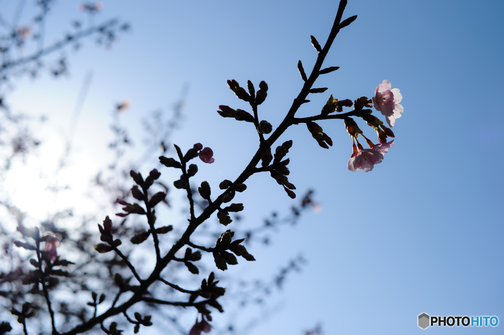 桜も...