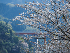 宮ケ瀬湖の桜その２