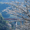 宮ケ瀬湖の桜その２