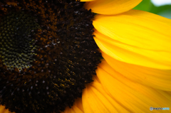 太陽の花