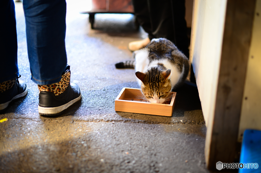 猫 ～ Df＋NOKTONで築地場外市場散策