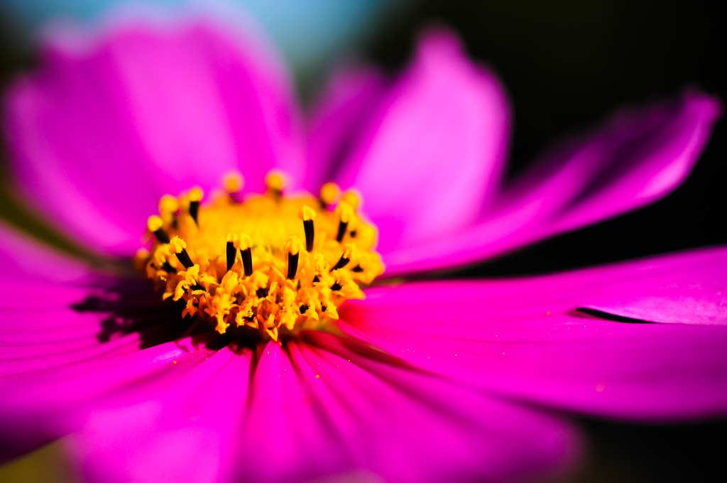輝く花～表～