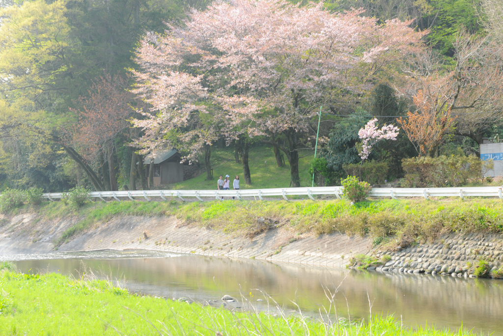 惜しむ桜の散歩道