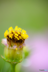 小さなハートの花