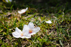 落桜