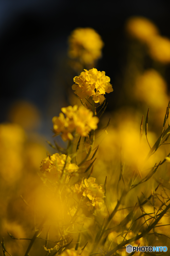 菜の花の輝き